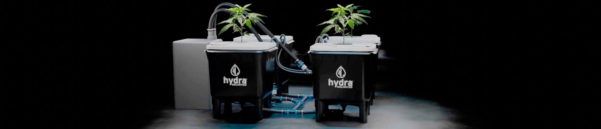 Hydroponic Cannabis Farming