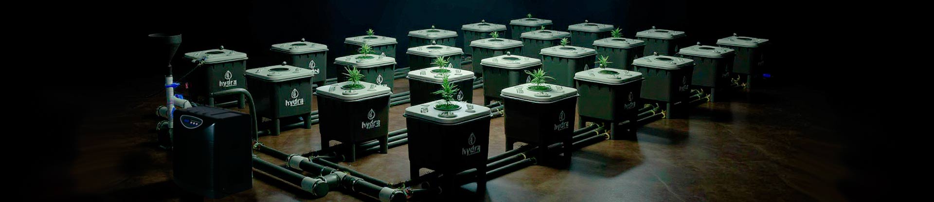 Hydroponic Cannabis Farming