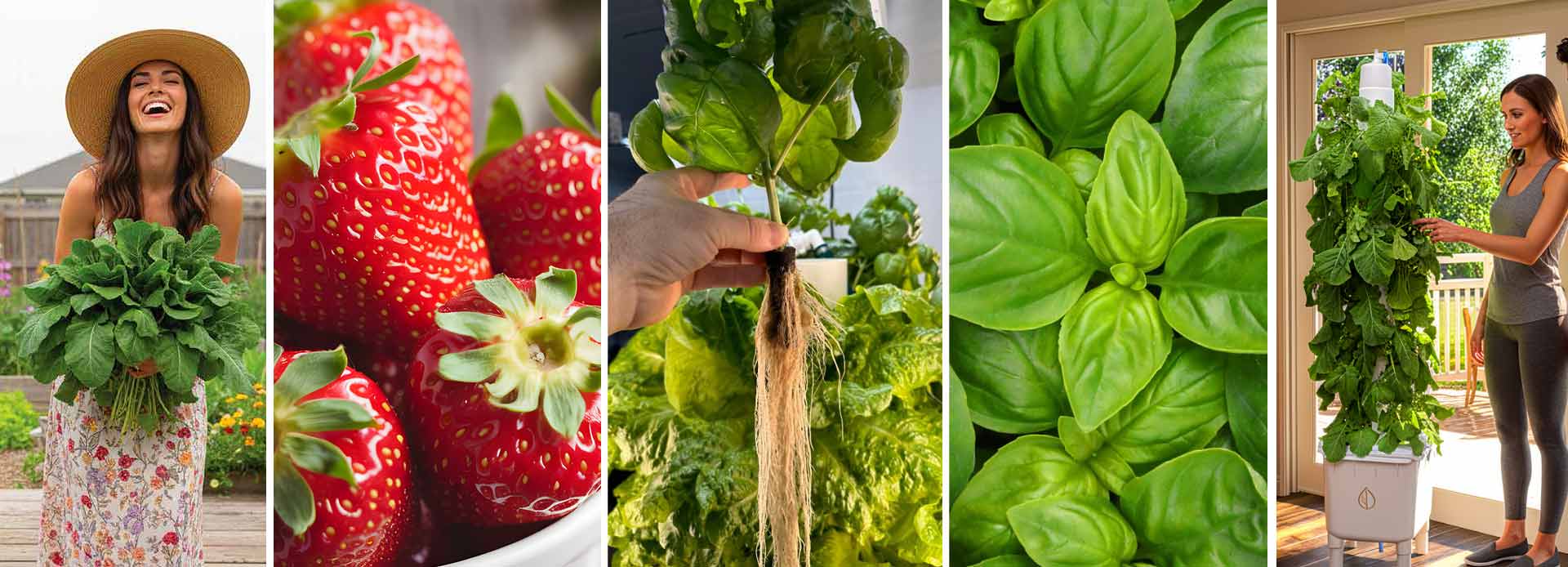 Hydroponic Farming
